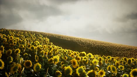 Sunflower-field-and-cloudy-sky
